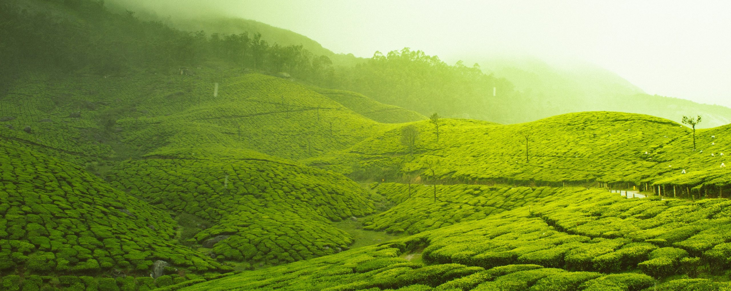 Čaj I Koktel – Spoj Tradicije I Osveženja Koji Menja Svet Napitaka Polja Čaja - Tea Gardens Of Munnar