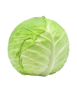 Kupus
