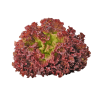 Lollo Rosso